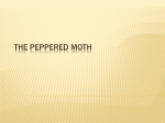 The Peppered Moth - Mr Andrews` Science Space!