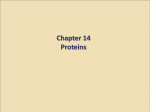 Chapter 14 Proteins