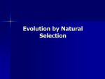 How does overproduction affect natural selection?