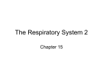 The Respiratory System 2