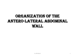 Organization of the antero