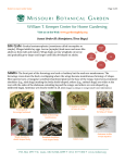 Insect Order ID: Hemiptera (True Bugs)