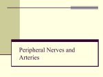 Spinal Cord and the Peripheral Nervous System
