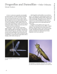 Dragonflies and Damselflies—Order Odonata