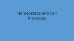 Homeostasis and Cell Processes