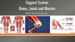 Support System: Bones, Joints and Muscles