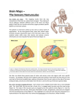 Brain Maps – The Sensory Homunculus