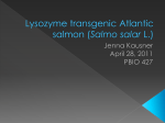 Lysozyme transgenic Atlantic salmon (Salmo salar L.)