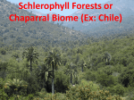 22 Schlerophyll Forests Chapparal