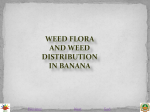 weed banana
