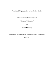Functional Organization in the Motor Cortex