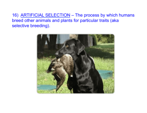 16) ARTIFICIAL SELECTION – The process by which humans breed