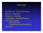 Cleavage / Implantation