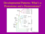 Developmental Patterns