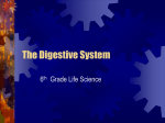 The Digestive System - Blountstown Middle School