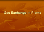 Gas Exchange in Plants