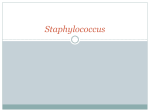 Staphylococcus aureus - Nexus Academic Publishers