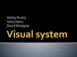 Visual system - cloudfront.net