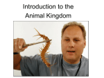Introduction to the Animal Kingdom