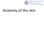 anatomy of the skin