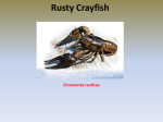 Thorpe_Rusty Crayfish