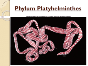 Phylum Platyhelminthesnewnotes - Spring
