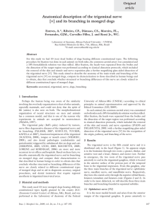 Anatomical description of the trigeminal nerve [v] and its branching