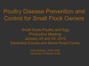 Poultry Disease Prevention and Control for Small Flock Owners