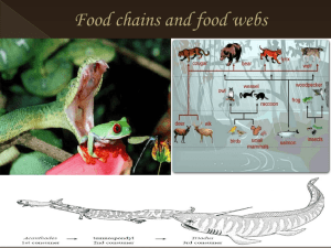 Food chain and food web
