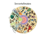 Invertebrates v2