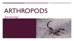 Arthropods - WordPress.com