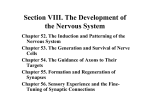 Section VIII. The Development of the Nervous System