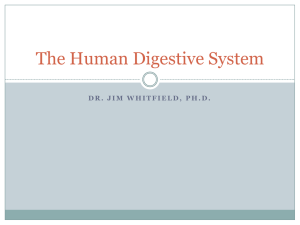 The Human Digestive System