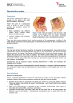 Reproductive system