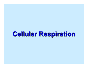 Cellular Respiration