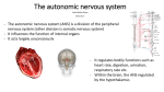 The autonomic nervous system