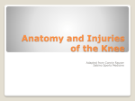 Anatomy and Injuries of the Knee - Wright Wonders