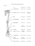 Joint Articulating Bones Structural Type Acromioclavicular Scapula