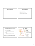 Nervous System Nervous System Cells of the Nervous System The