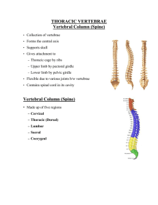 THORACIC VERTEBRAE