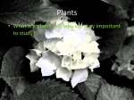 Plant Responses: Hormones