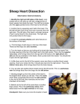 Sheep Heart Dissection
