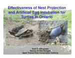 Effectiveness of Nest Protection and Artificial Egg