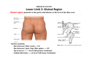 Lower Limb 3: Gluteal Region