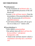 ERYTHROPOIESIS Erythropoiesis: is the formation of red blood
