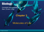 Chapter 3 Molecules of Life