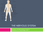 The Nervous System (ppt).