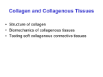 Collagen and Collagenous Tissues