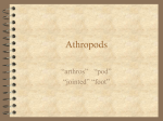 Dr. P`s Arthropods Notes