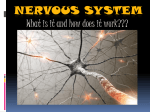 Nervous System Notes PP